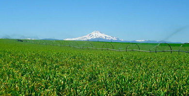 AgriculturalandIrrigation